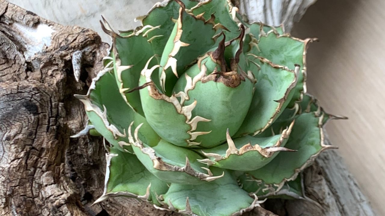 注意】アガベ「白鯨」や「姫厳龍」は品種名ではない！？選抜株の“通称