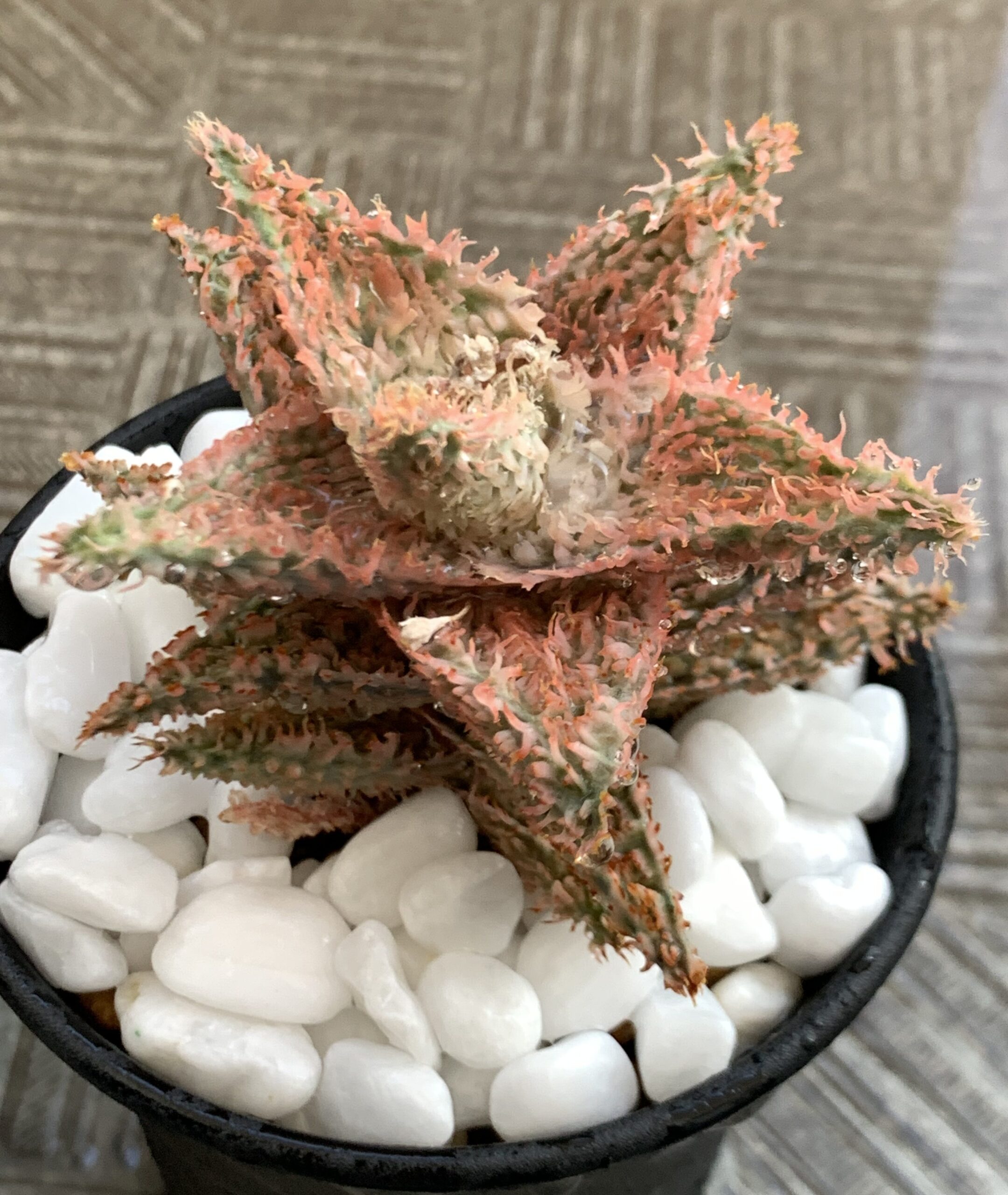 アロエ・テンプラの株分け方法と成長記録｜成功のポイントを解説