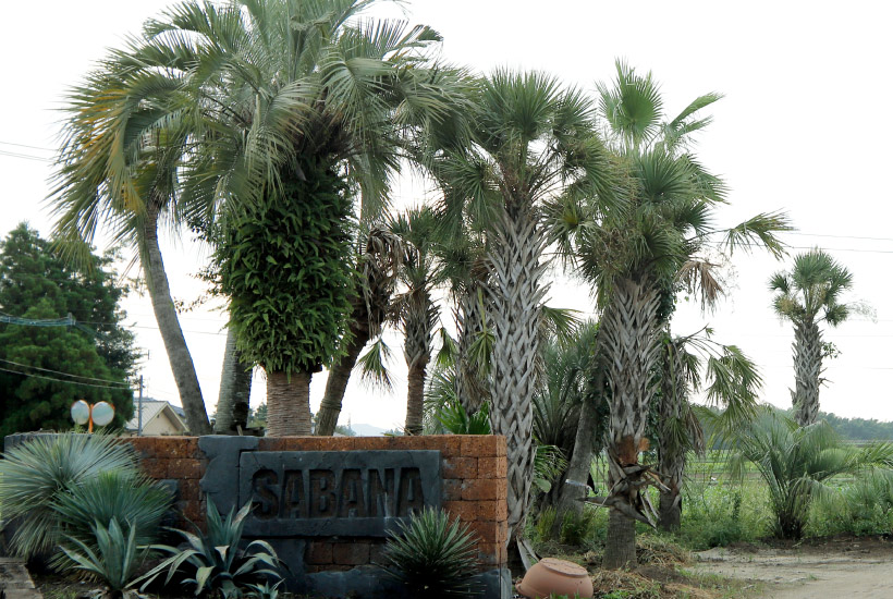 American vintage ヤシの木2 vol.124 | THE MAKER'S