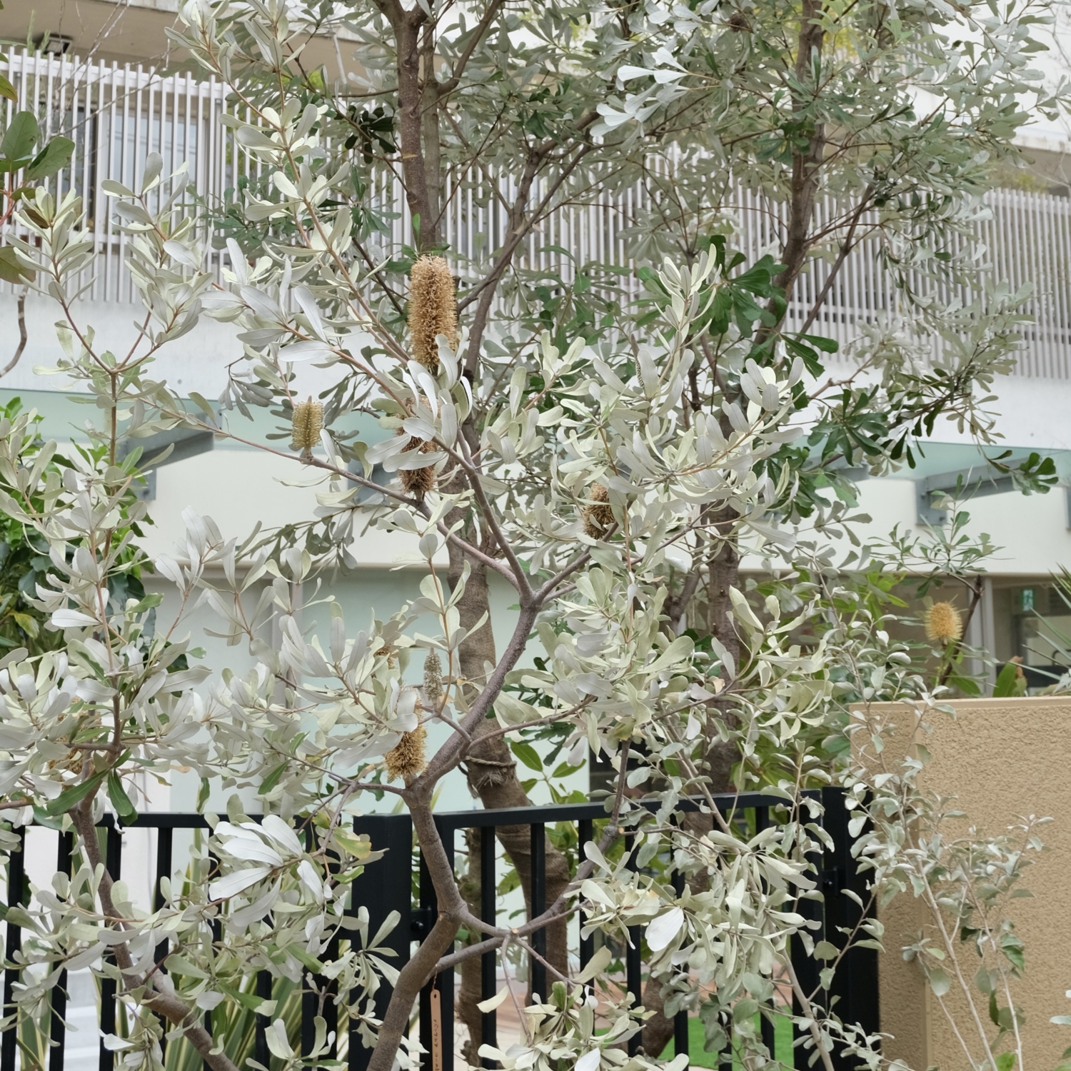 バンクシア コースト/Banksia integrifolia - the ROOTs design studio