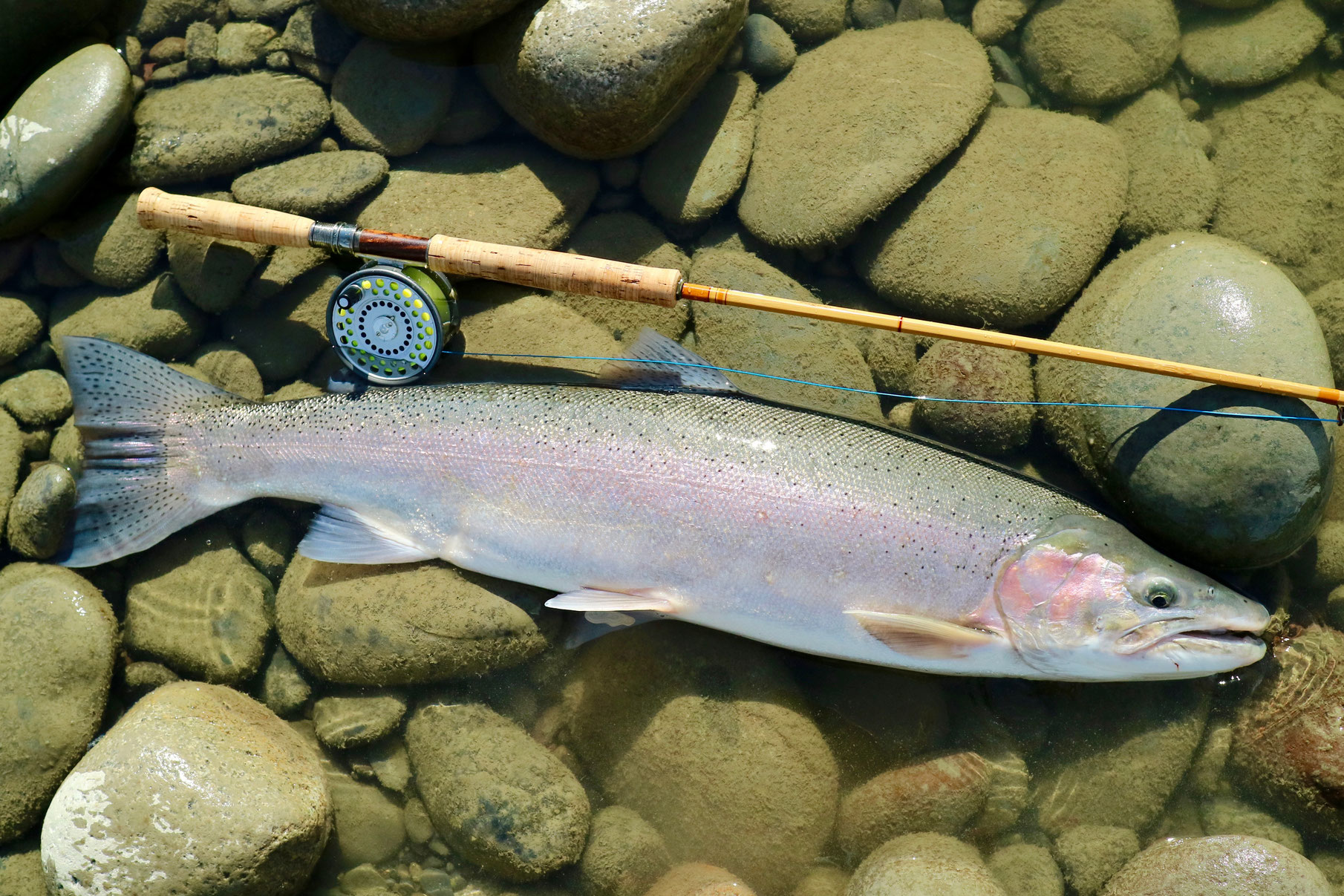 ニジマス（レインボートラウト、スティールヘッド ）のフライ