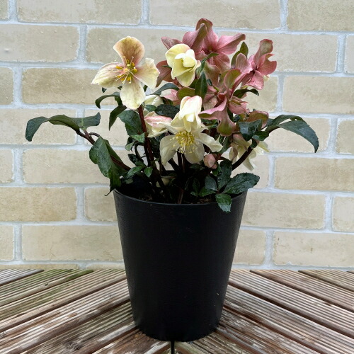 楽天市場】完全生産者限定品クリスマスローズ マホガニースノー 5号鉢