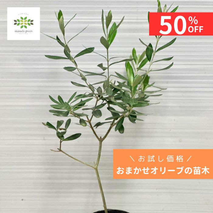 楽天市場】＼超目玉50%OFF／ 数量限定 オリーブ 苗木 おまかせ 3.5号