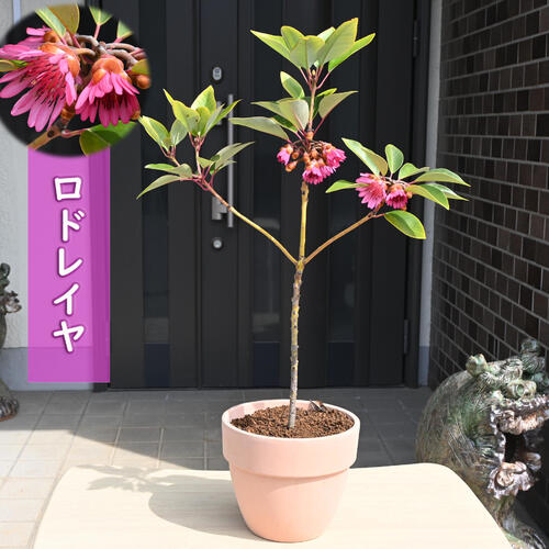 楽天市場】ロドレイヤ 鉢植え 竹下性 シャクナゲモドキ テラコッタ鉢
