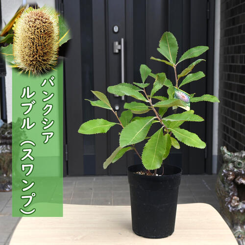 楽天市場】2024年NEW バンクシア 苗木 ルブル スワンプ 6号 プラ鉢入り