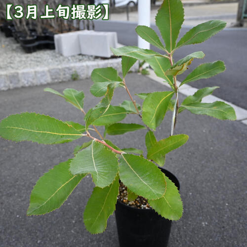 楽天市場】2024年NEW バンクシア 苗木 ルブル スワンプ 6号 プラ鉢入り