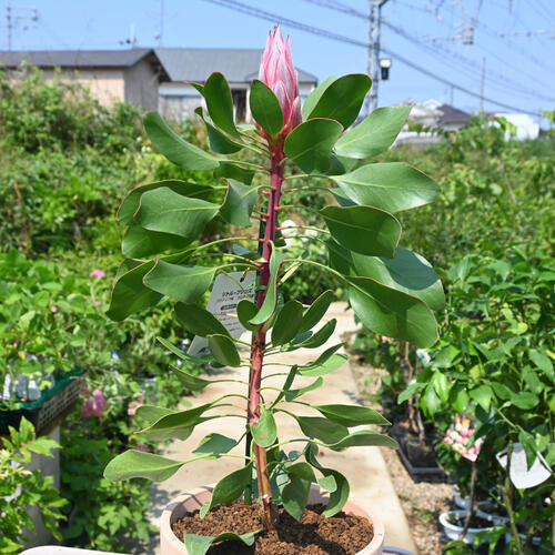 楽天市場】5号サイズプロテア リトルプリンス プラ鉢入り ネイティブ