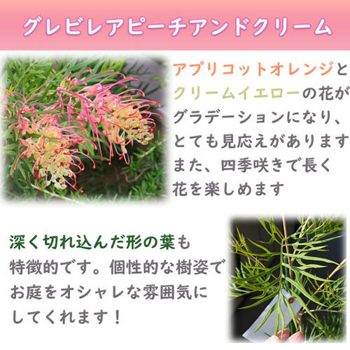 楽天市場】グレビレア ピーチアンドクリーム 苗木 オージープランツ