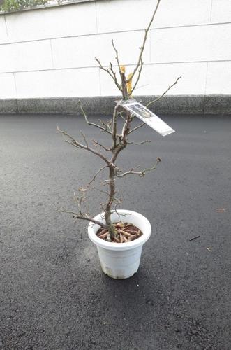 楽天市場】1月より発送 雲竜梅苗 栽培が容易で寿命が長く味わいが