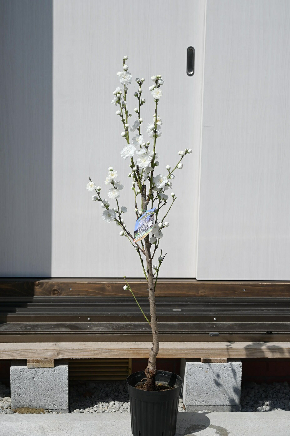 楽天市場】照手花桃苗おすすめ苗桃花2026年4月開花苗紅白花桃苗木