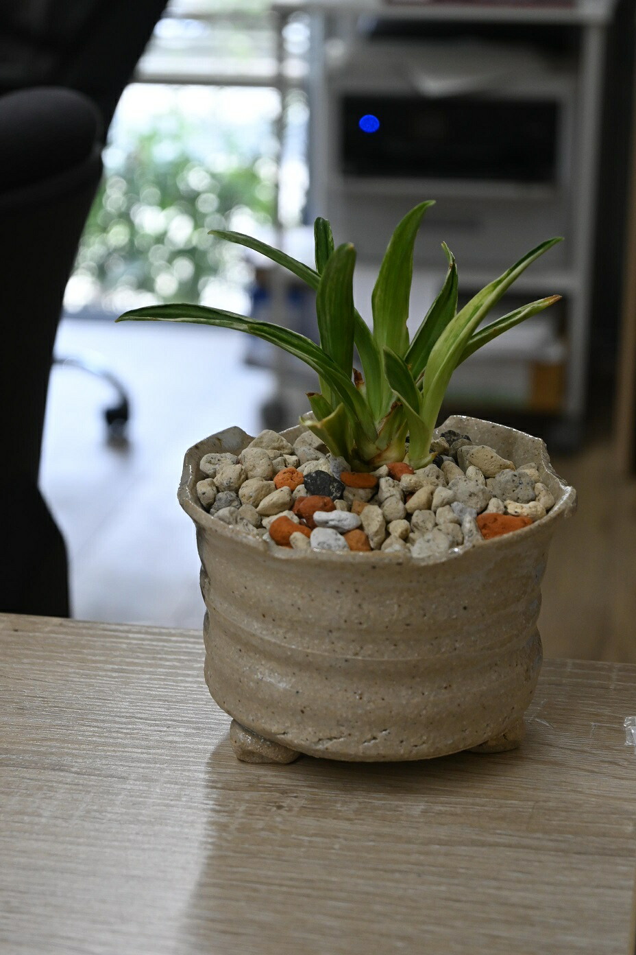 楽天市場】2026年万年青鉢植え 【群雀 ムレスズメ】 ミニ鉢植え斑入り