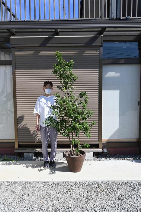 楽天市場】ソヨゴ植木鉢植え 大苗 150センチ前後シンボルツリー 常緑樹