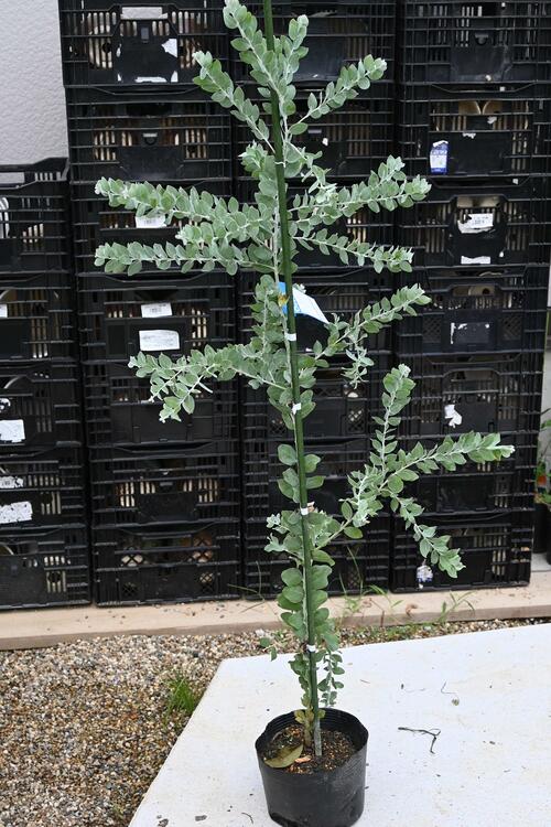 楽天市場】アカシア パールアカシア苗ポダリーフォリア 少し大きめの苗