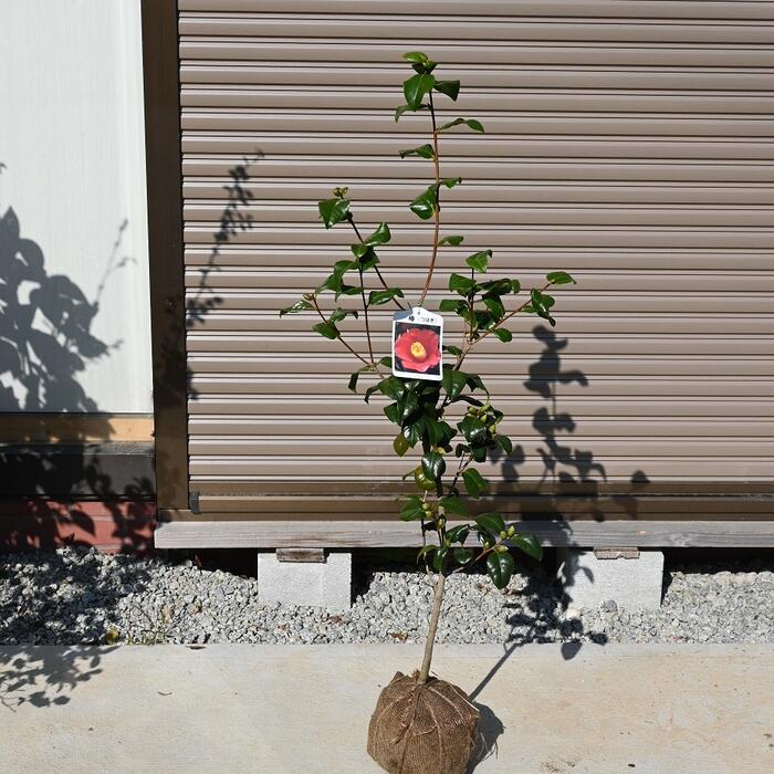 楽天市場】藪椿苗一重椿苗 【庭木】 【ヤブツバキ苗】椿苗 赤ヤブ椿