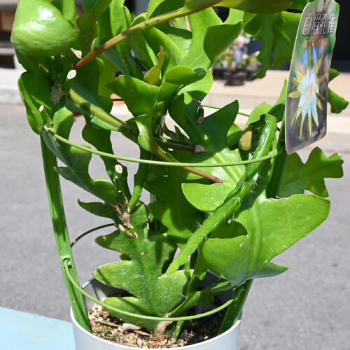 楽天市場】2025年NEW 孔雀サボテン 白眉孔雀 苗 プラ鉢入り 月下美人の