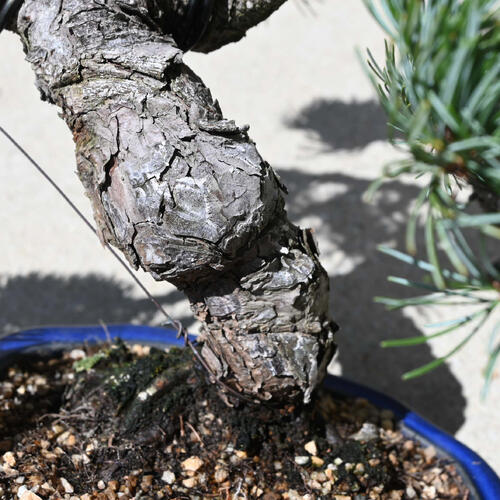 楽天市場】現品 2025年9月2日撮影 五葉松盆栽 本格 五葉松 盆栽 縁起の