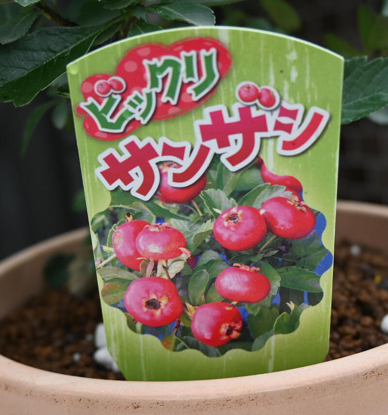 楽天市場】花鉢 2025年12月頃まで実付きサンザシ ビックリサンザシ