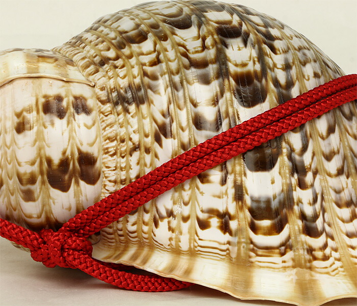 楽天市場】【 伊勢 宮忠 】【 No.1 法螺貝（ほら貝） 大型 】全長42.9