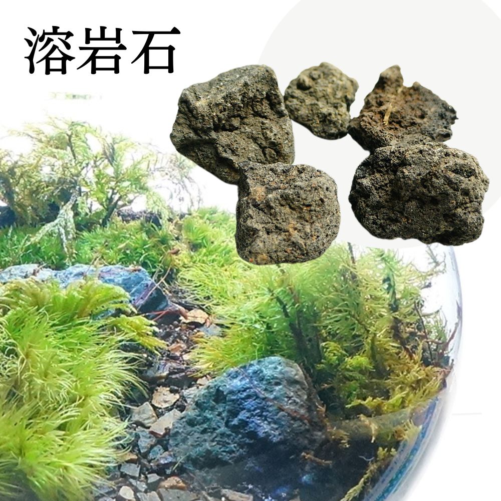 楽天市場】全4種 3-5cm 5個 溶岩石 気孔石 木化石 青龍石 飾り石 超