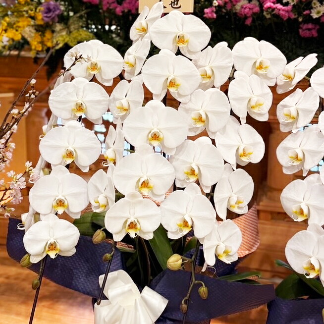 楽天市場】『お供え専用 胡蝶蘭3本立ち』大輪白｜お盆 お彼岸 御彼岸