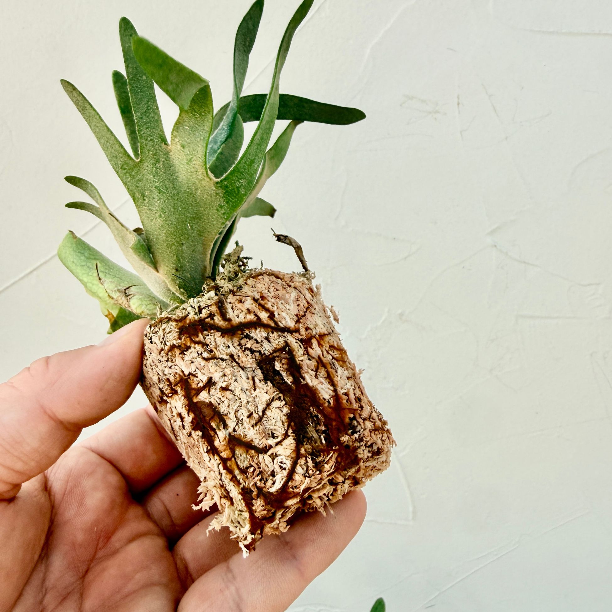 楽天市場】『ビカクシダ ウィリンキー ナノ』コウモリラン ドワーフ 2