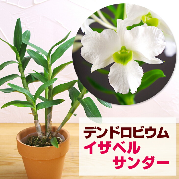 楽天市場】洋ランの苗『デンドロビューム 「イザベルサンダー」【花