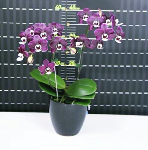 楽天市場】洋ランの苗『ミディ胡蝶蘭 「チョコレートドロップス