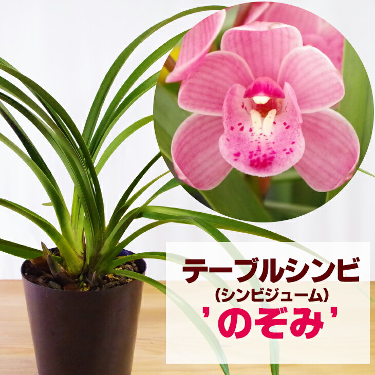 楽天市場】洋ランの苗『シンビジューム（テーブルシンビ）「のぞみ」4