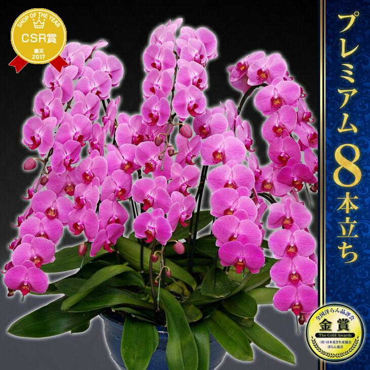 楽天市場】胡蝶蘭 お祝い『「大輪胡蝶蘭 8本立ち (80輪以上)」贈答用