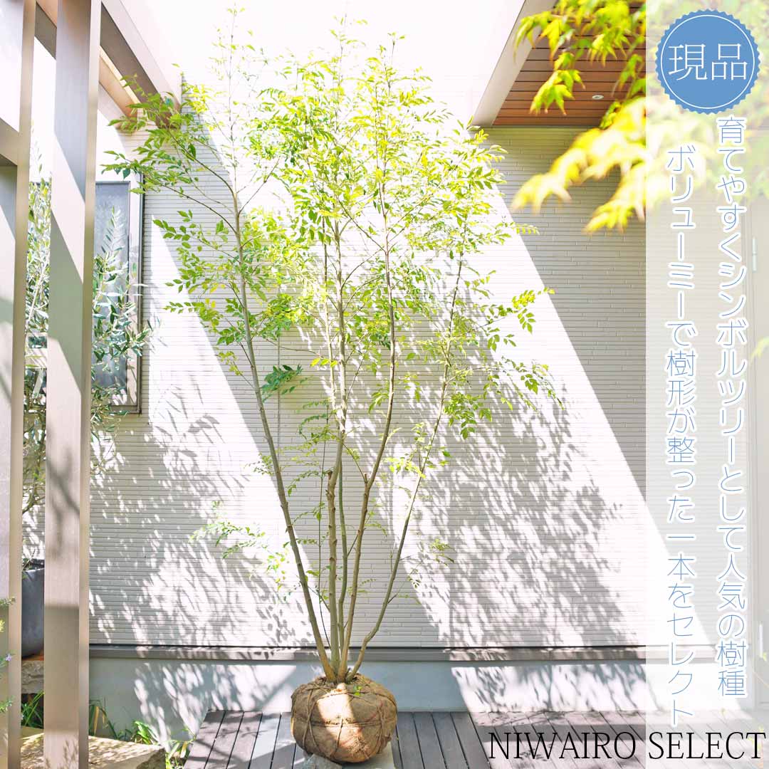 楽天市場】【シマトネリコ】 本株立ち 自然樹形 樹高H≒235 × 枝張W