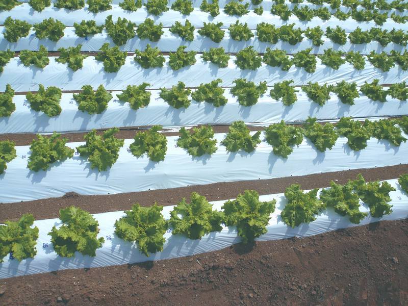 農業資材 ガーデニング 200m 白黒マルチ 穴あき」の人気商品一覧