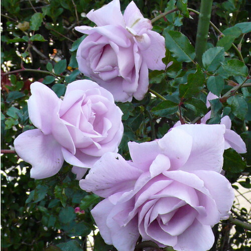 楽天市場】ローズ・シナクティフ（大苗）7号鉢植え（旧名