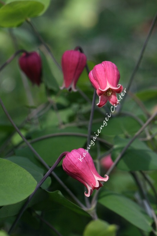 クレマチス ガーデニング 品種」の人気商品一覧 | 安い商品を通販