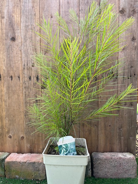 楽天市場】アカシア・フロリバンダ ミモザ 常緑樹 7号鉢 : 大神ファーム