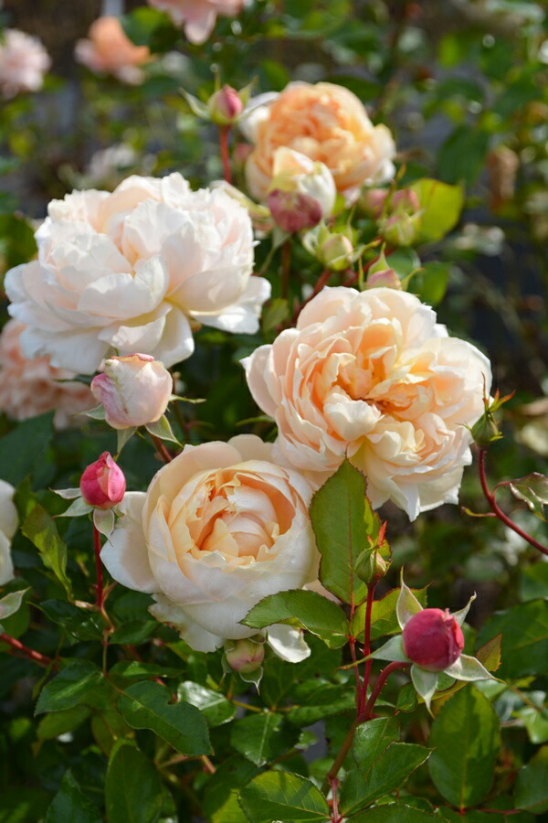 楽天市場】シャンパーニュ（大苗）7号鉢植え バラ苗 《農林水産省 品種