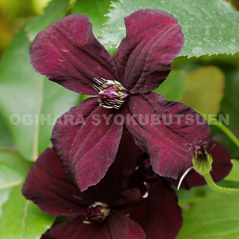 楽天市場】宿根草クレマチスの通販