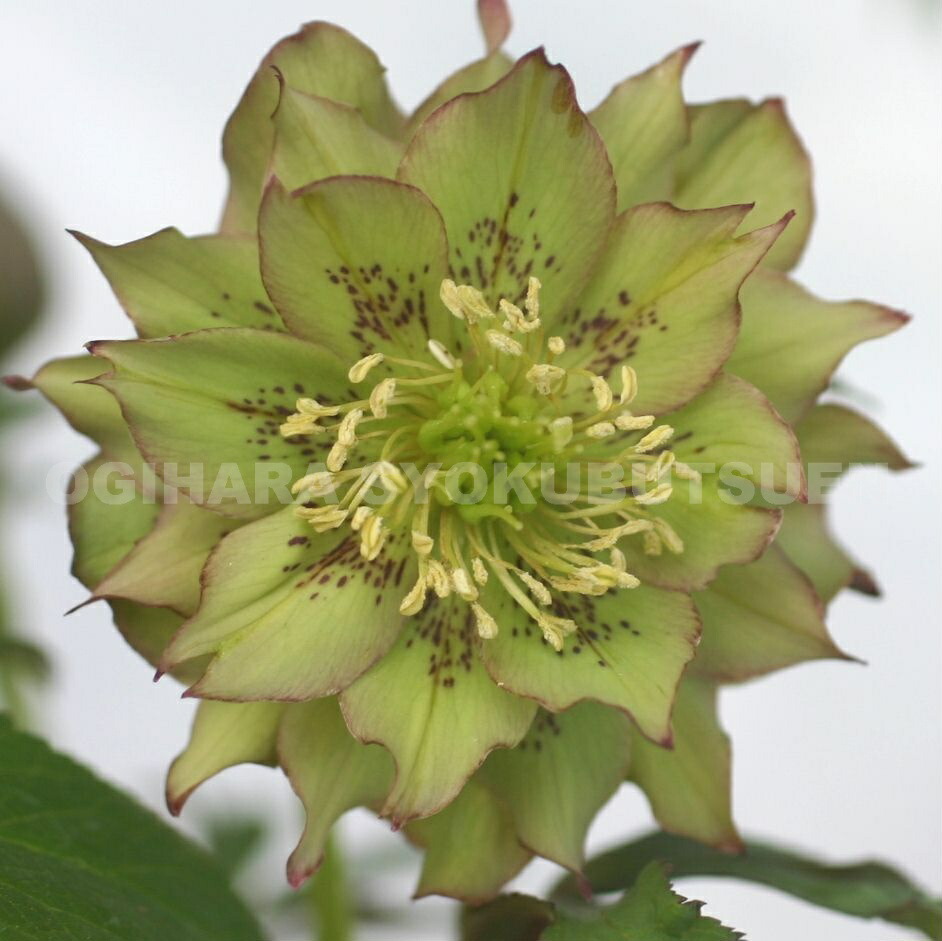 楽天市場】クリスマスローズ グリーン スポット ダブル 大苗 : お