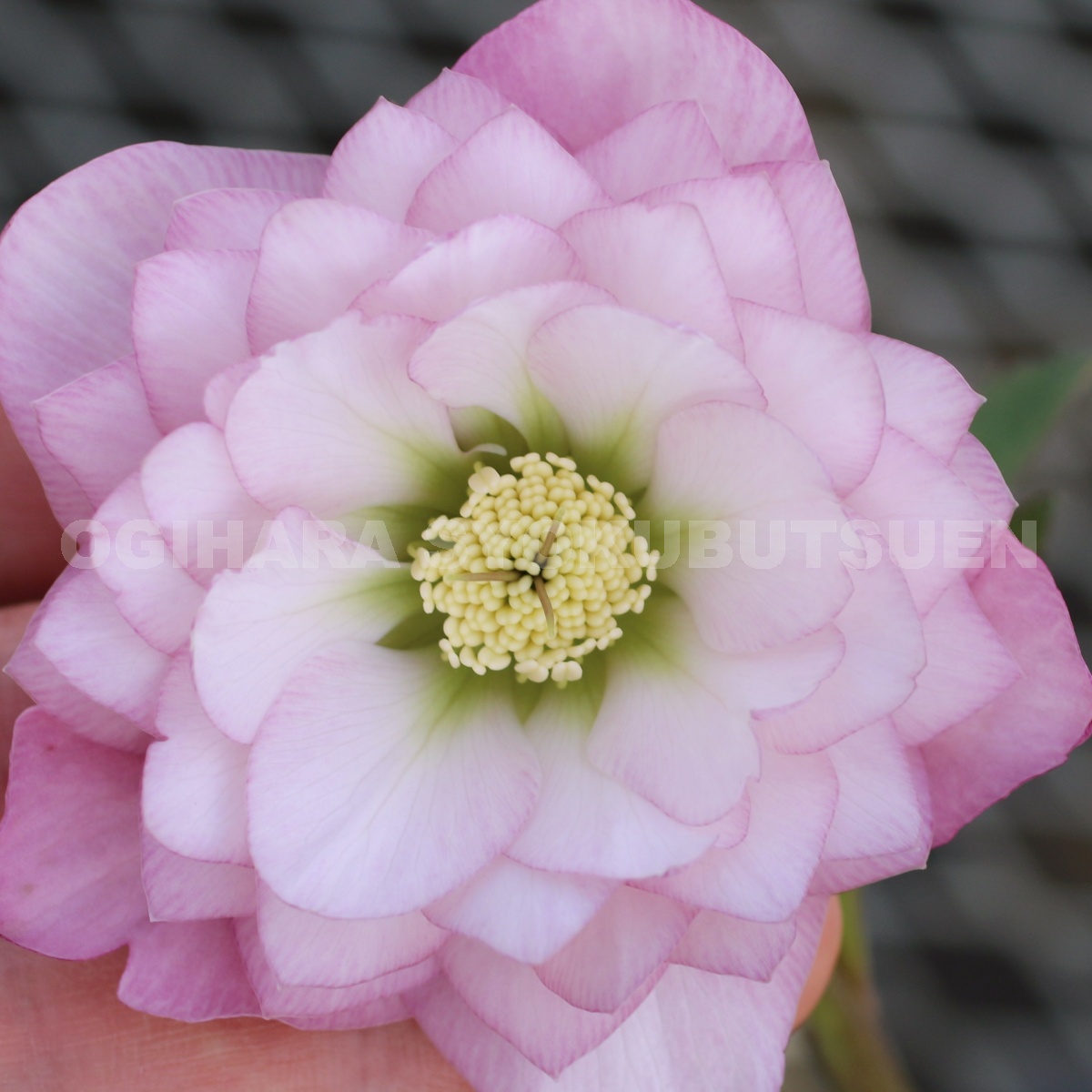 楽天市場】クリスマスローズ ピンク ダブル 大苗 : おぎはら植物園