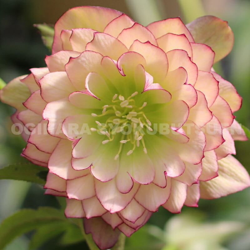 楽天市場】クリスマスローズ 多弁ダブル アプリコット ピコティ系 大苗