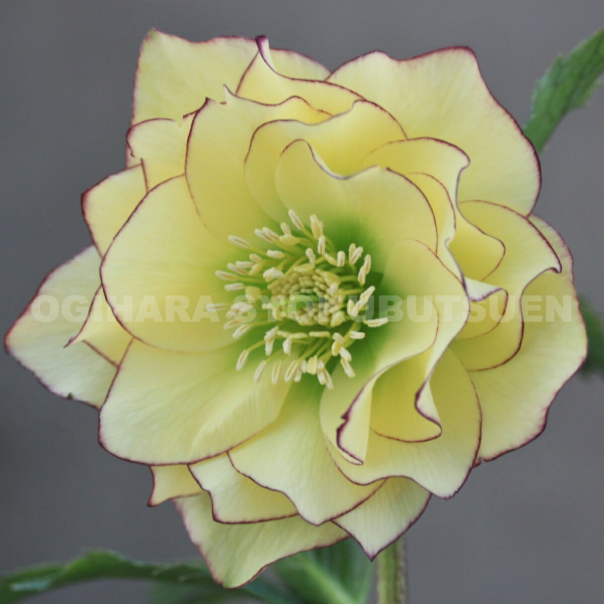 楽天市場】クリスマスローズ イエロー ピコティ ダブル 大苗 : お