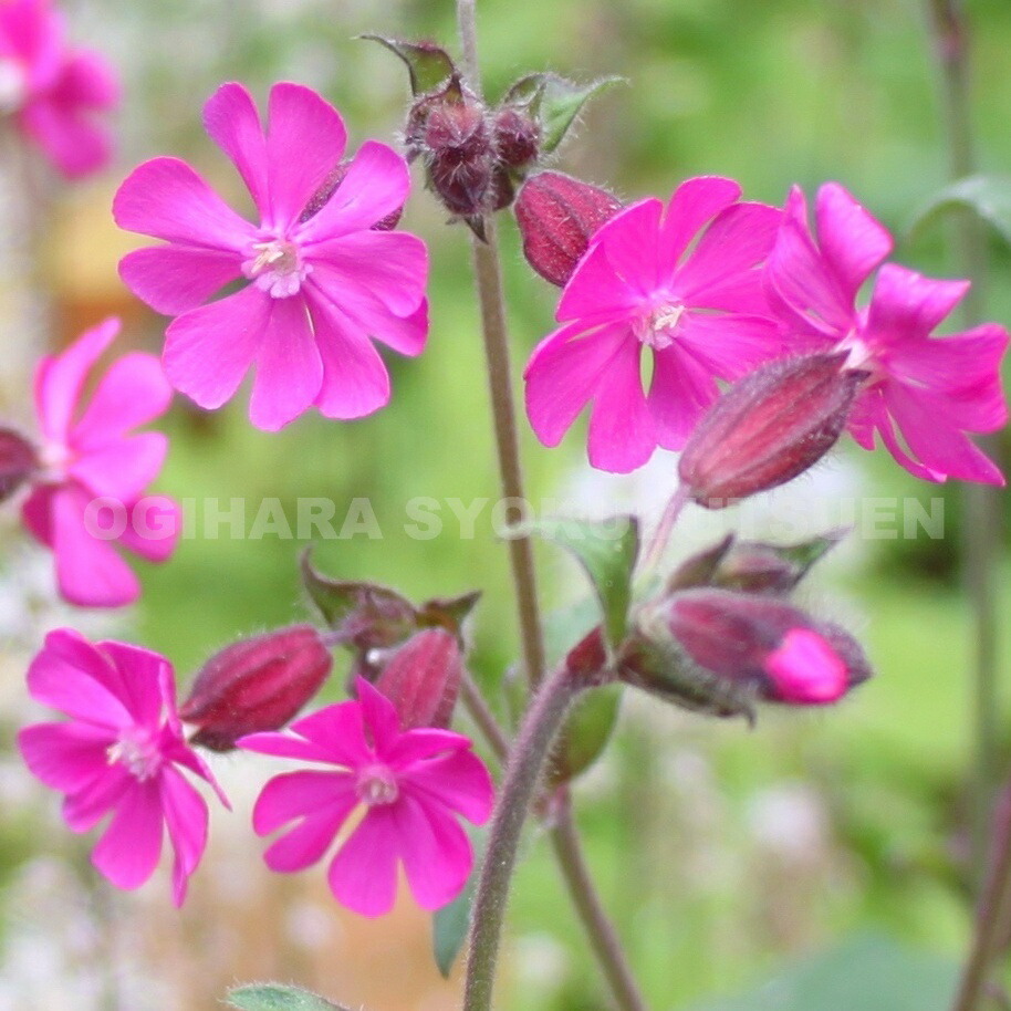 楽天市場】レッドキャンピオン （シレネ ディオイカ） : おぎはら植物園