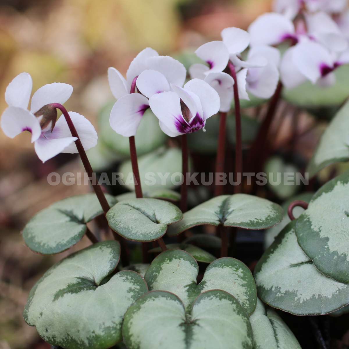 楽天市場】原種シクラメン コウム 'シルバーリーフ' 白系 : おぎはら植物園