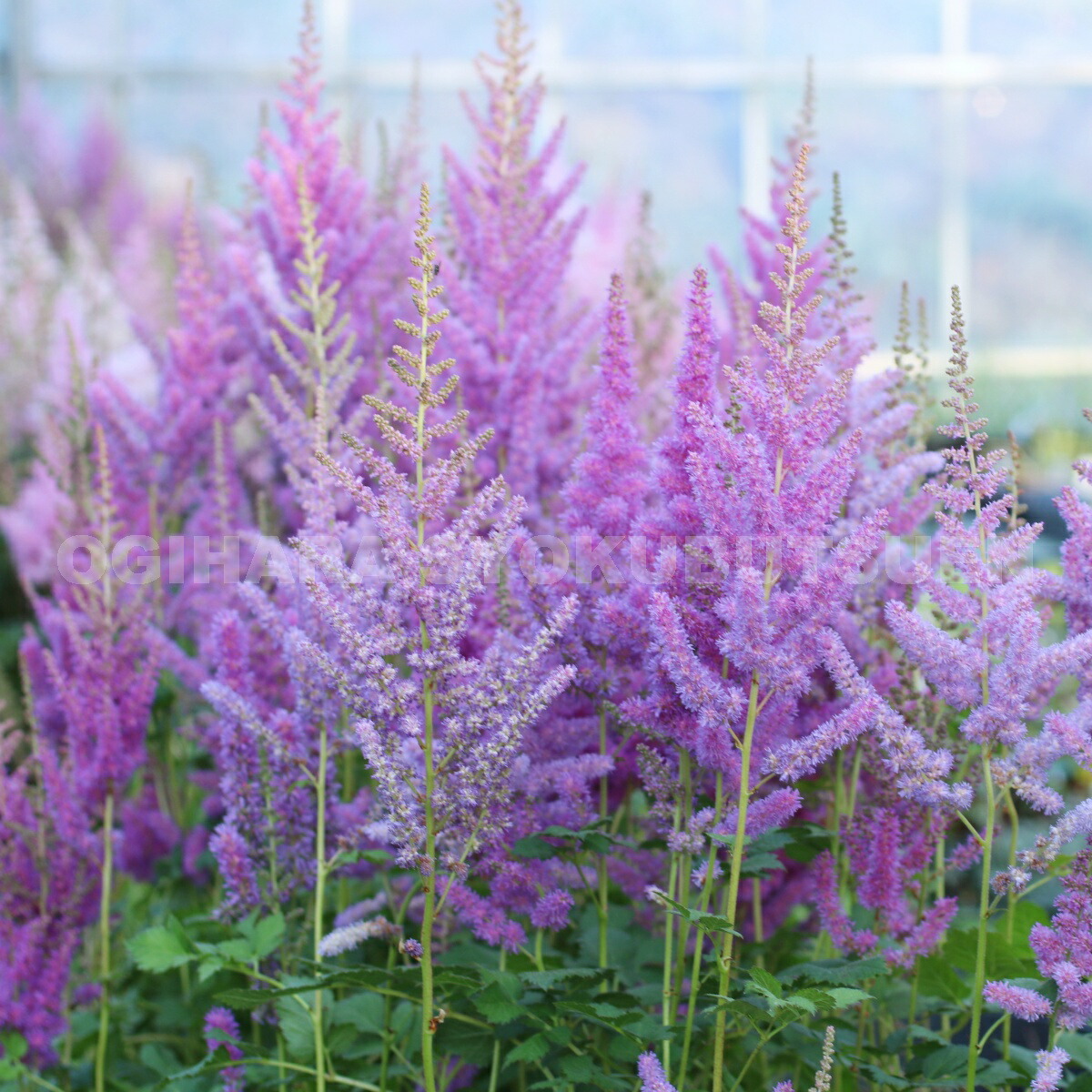 楽天市場】アスチルベ 'ブラック パールズ' : おぎはら植物園