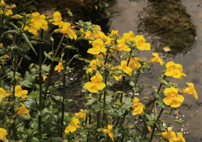 楽天市場】ミムラス ヒーリングハーブス フラワーエッセンス フラワー