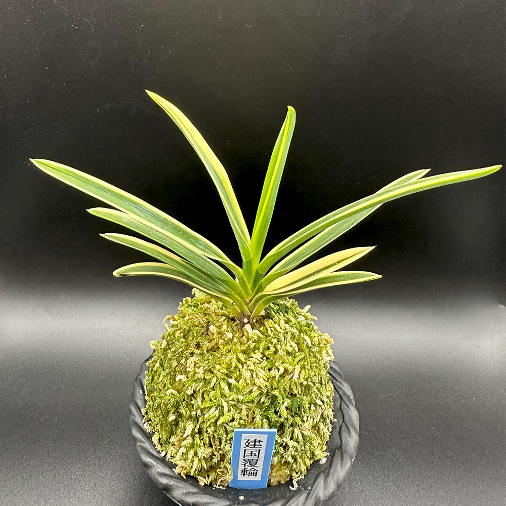 楽天市場】富貴蘭 風蘭 蘭 建国覆輪 【現品】 ケンコクフクリン 1本立