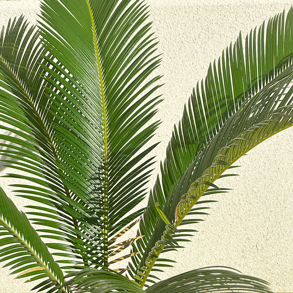 楽天市場】観葉植物 大型 屋外 ソテツ 10号 【現品】 ラッピング無料