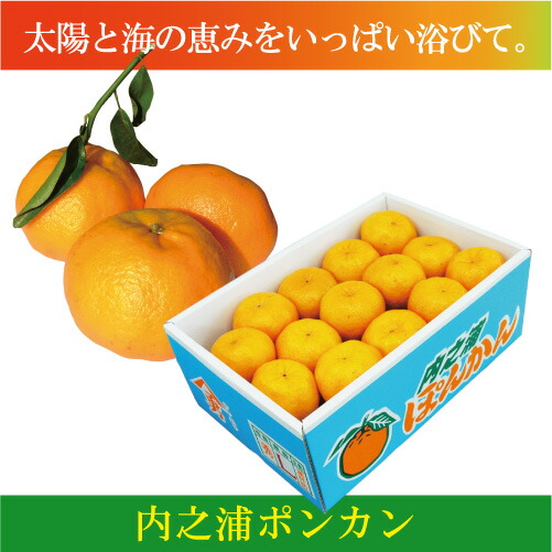 楽天市場】ポンカン！【送料無料】 内之浦 鹿児島 5キロ みかん農家の