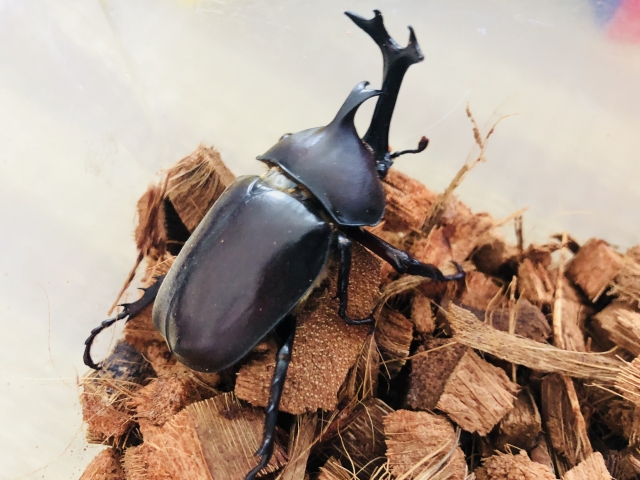 楽天市場】【送料無料】 ココナッツハスクチップ 2S 3S 4S 容量