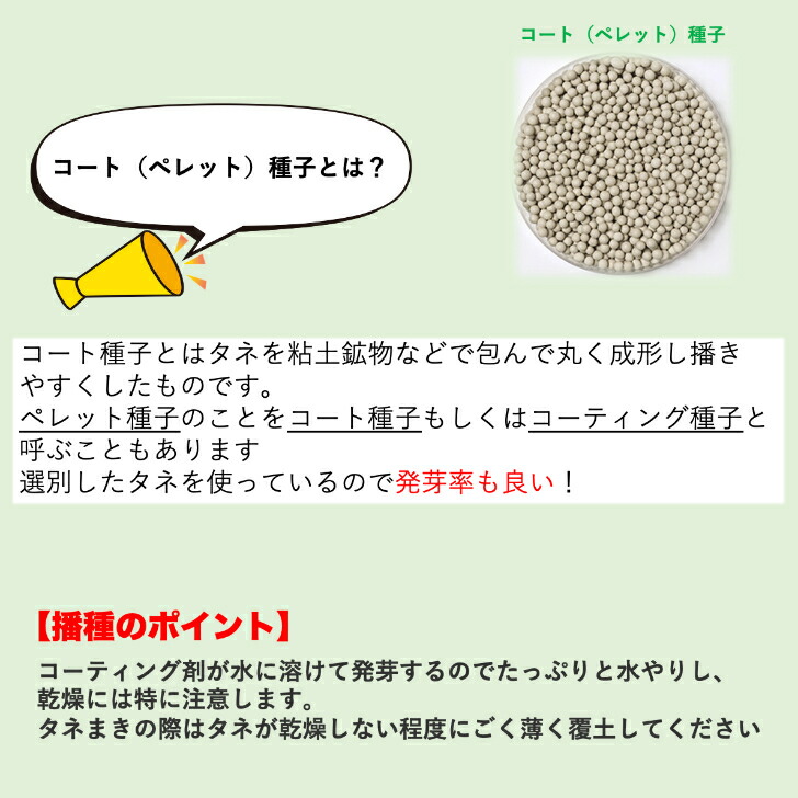 楽天市場】【有効期限2026年9月末】 ブロッコリー 種 おはよう