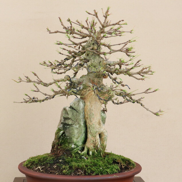 楽天市場】カエデ / 楓 （石付） 貴風サイズ盆栽 （いよじ園） : いよ